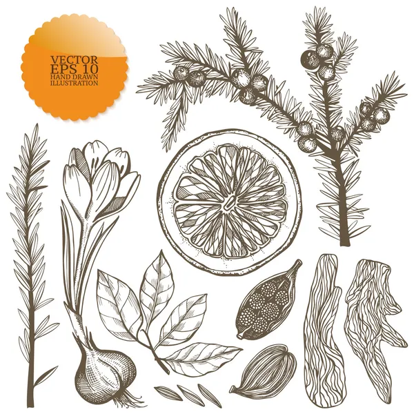 Vector set of hand drawn spices — Stock Vector