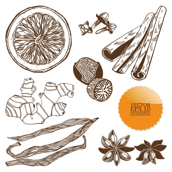 Vector set of hand drawn spices