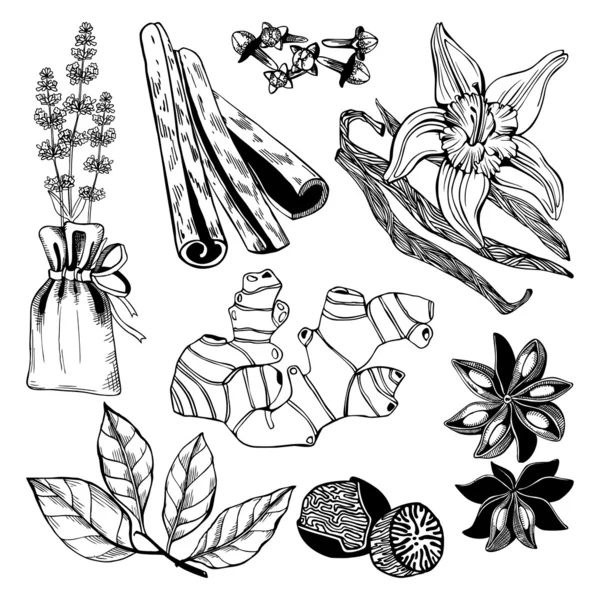 Vector collection of hand drawn spices and herbs. — Stock Vector