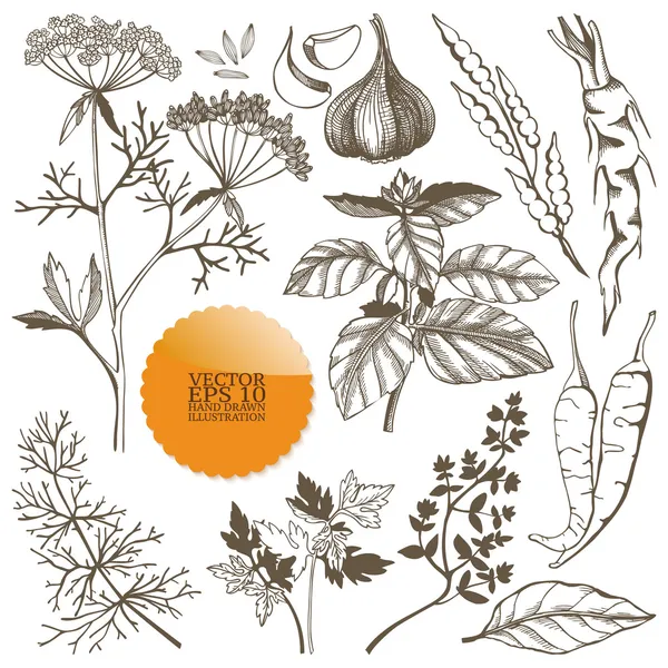 Vector set of hand drawn spices and herbs — Stock Illustration Vector set of hand drawn spices and herbs Royalty Free Stock Illustrations