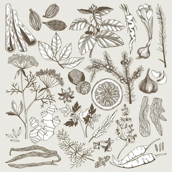 Seamless vector pattern with hand drawn spices and herbs. — Stock Illustration Seamless vector pattern with hand drawn spices and herbs. Royalty Free Stock Illustrations
