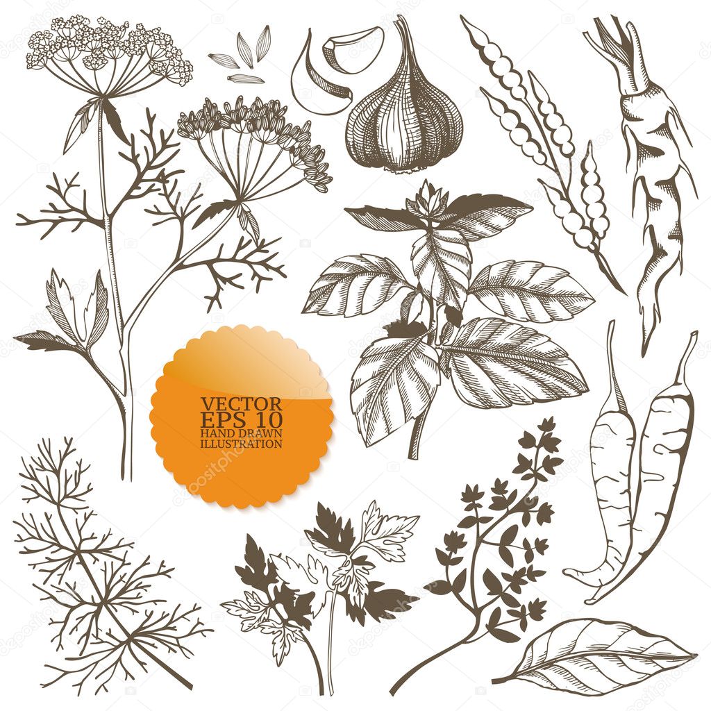 Vector set of hand drawn spices and herbs