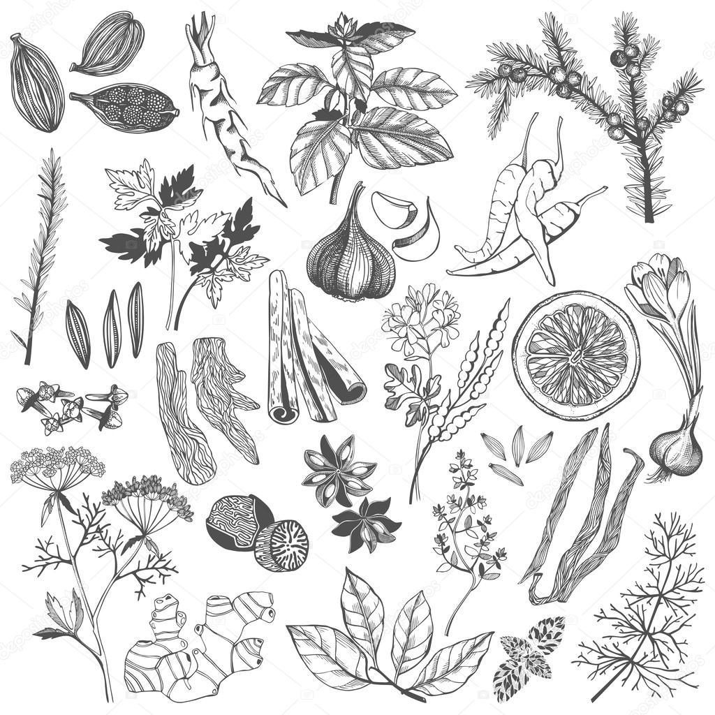 Vector set of hand drawn spices and herb