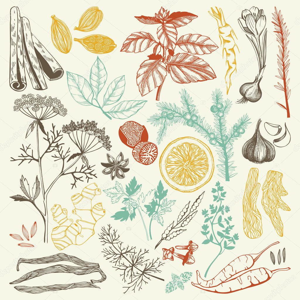 Vector set of hand drawn spices and herbs