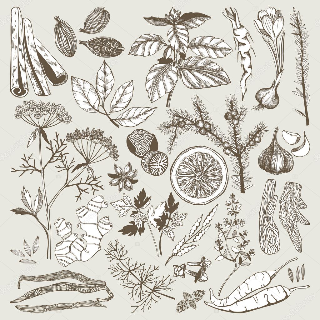 Seamless vector pattern with hand drawn spices and herbs.