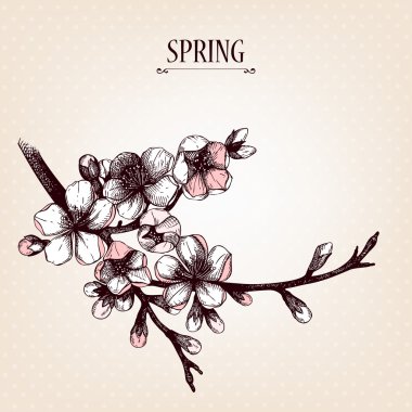 disegno vettoriale di primavera per la scheda o invito con disegnati a mano illustrazione ramoscello di frutta dell'albero in fiore