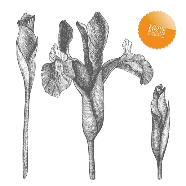 Vintage collection of vector hand drawn iris flowers isolated on white — Stock Vector