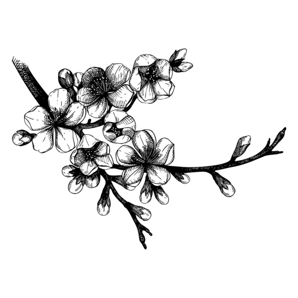 Dibujado a mano florecimiento árbol frutal ramita ilustración — Vector de stock