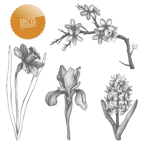 Vintage collection of vector hand drawn spring flowers isolated on white Vector Graphics