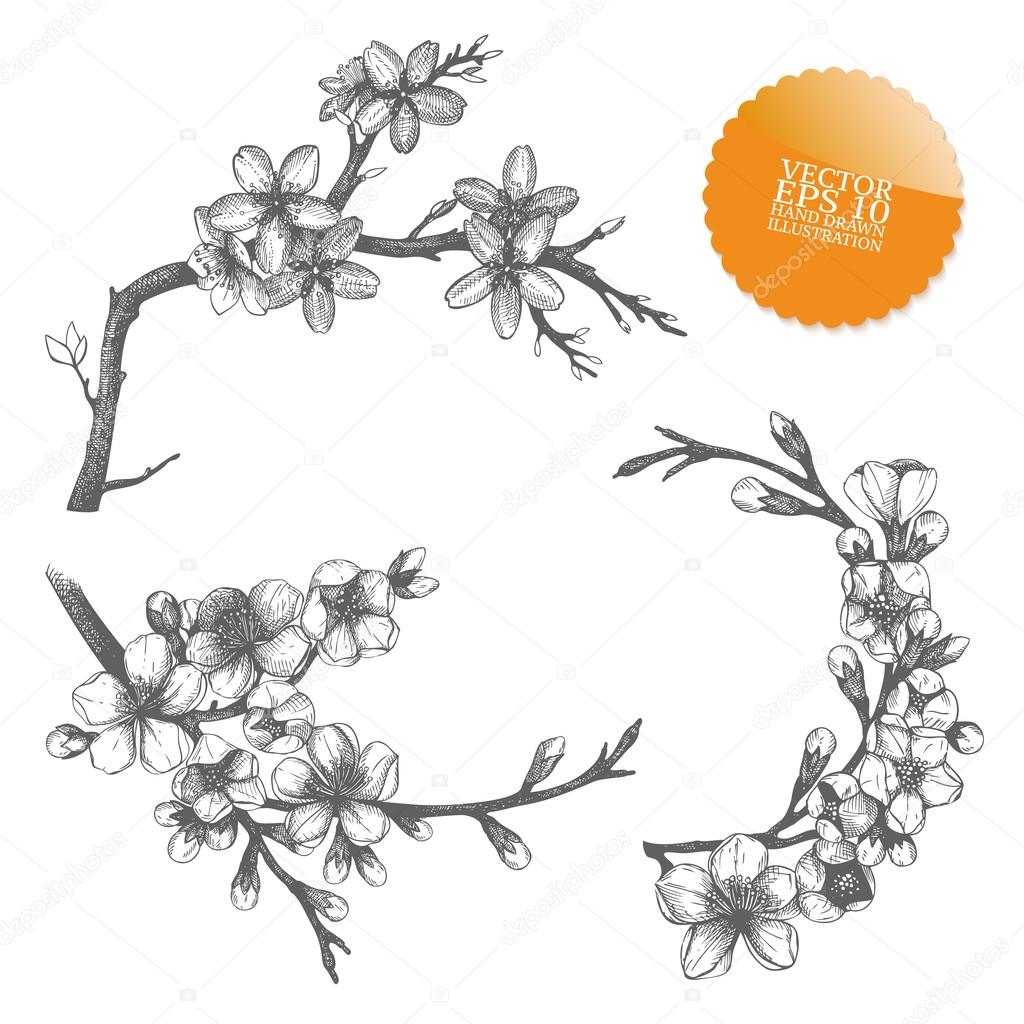 Vintage collection of vector hand drawn blooming fruit tree twig isolated on white