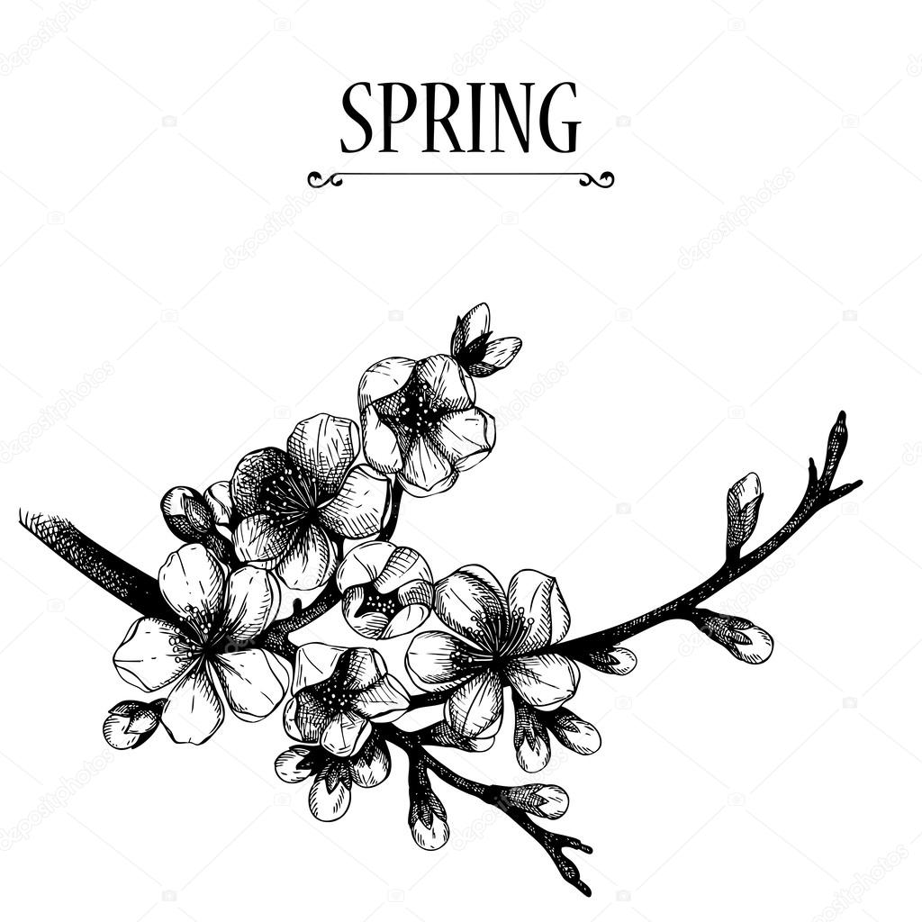 Vector design for your card or invitation with hand drawn blooming fruit tree twig illustration