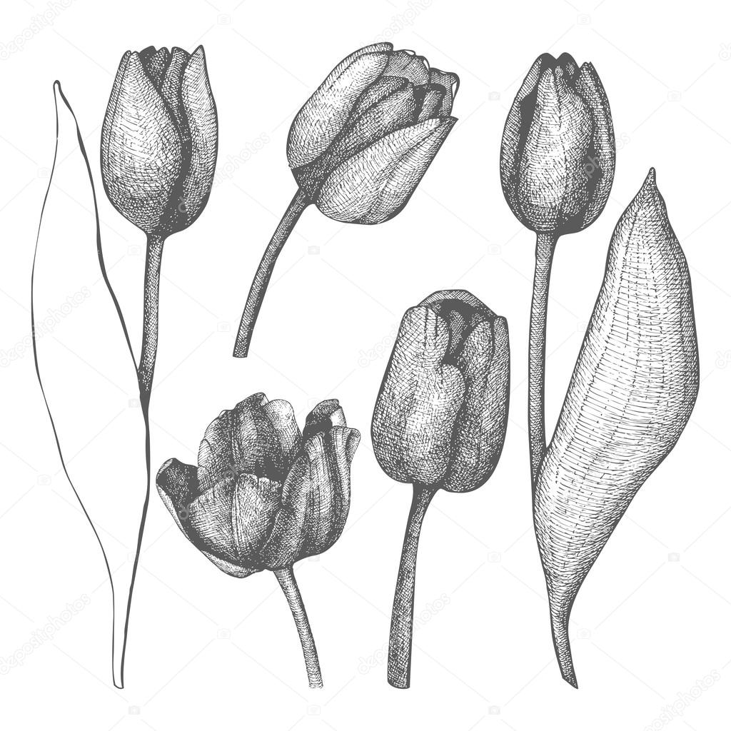Seamless vector tulip pattern — Stock Vector © geraria #42789781