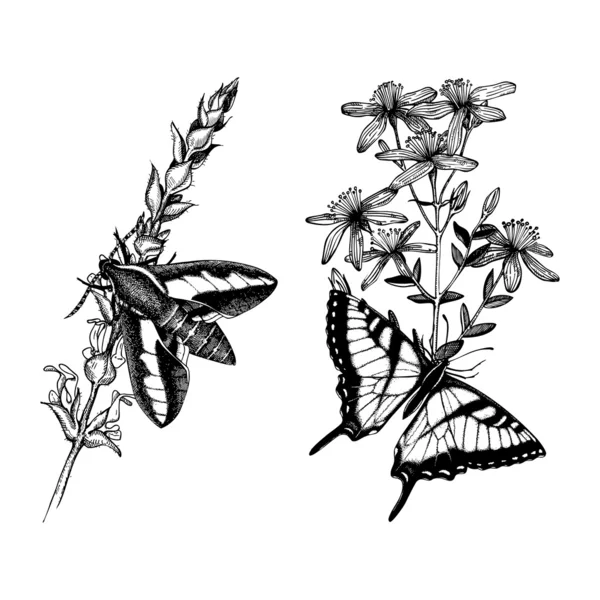 Farfalle su fiori di erbe — Vettoriale Stock