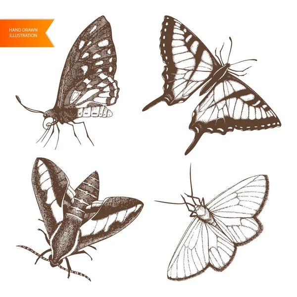 手描きの蝶 — ストックベクタ
