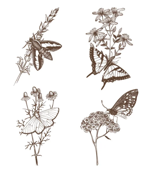 Papillons sur les fleurs d'herbes — Image vectorielle