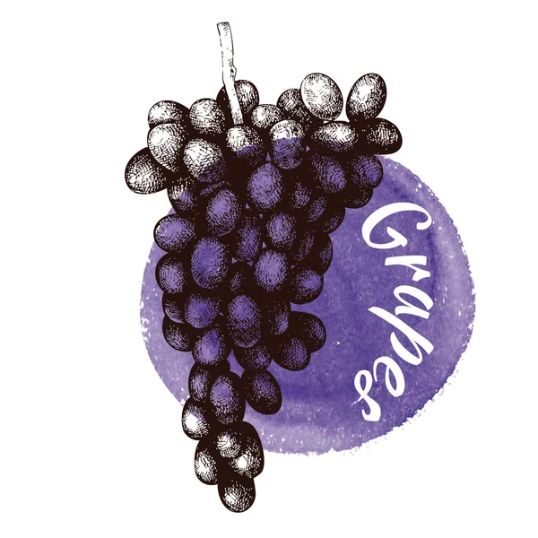 Raisins dessinés à la main — Image vectorielle