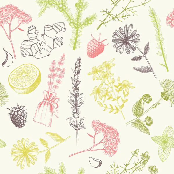 Herbes et plantes médicinales — Image vectorielle