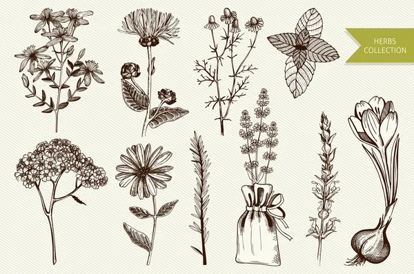 Hierbas y plantas medicinales — Archivo Imágenes Vectoriales