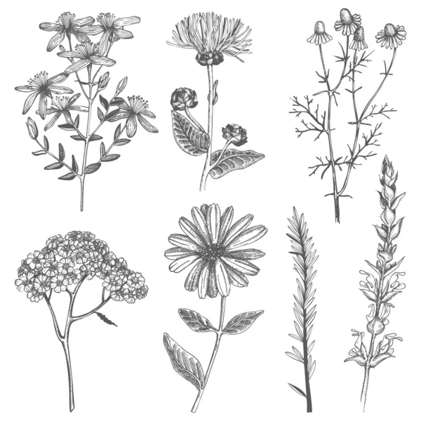 Kruiden & planten — Stockvector