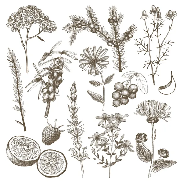 Hierbas y plantas medicinales — Vector de stock