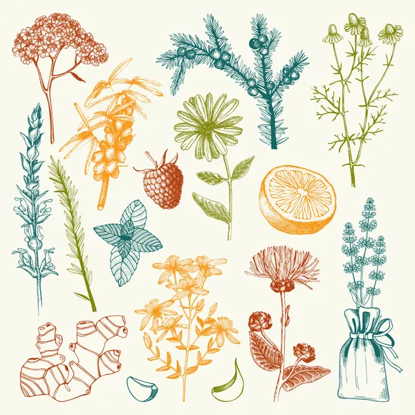 Herbes et épices médicales — Image vectorielle