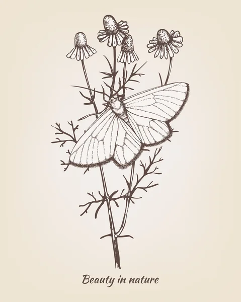 Πεταλούδα στο λουλούδι χαμομήλι — Διανυσματικό Αρχείο