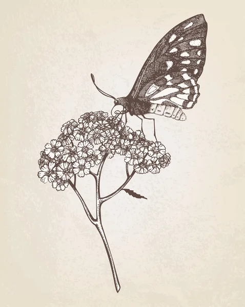 Schmetterling auf Schafgarbe Blume — Stockvektor