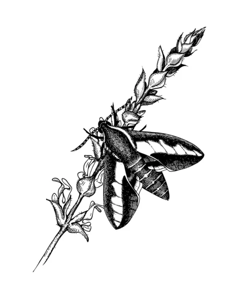 Метелик на травах сальвії — стоковий вектор