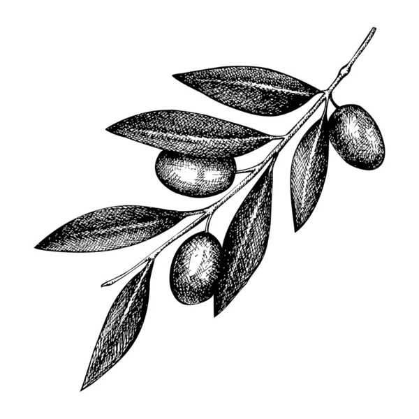Olive twig illustration — Stock Vector