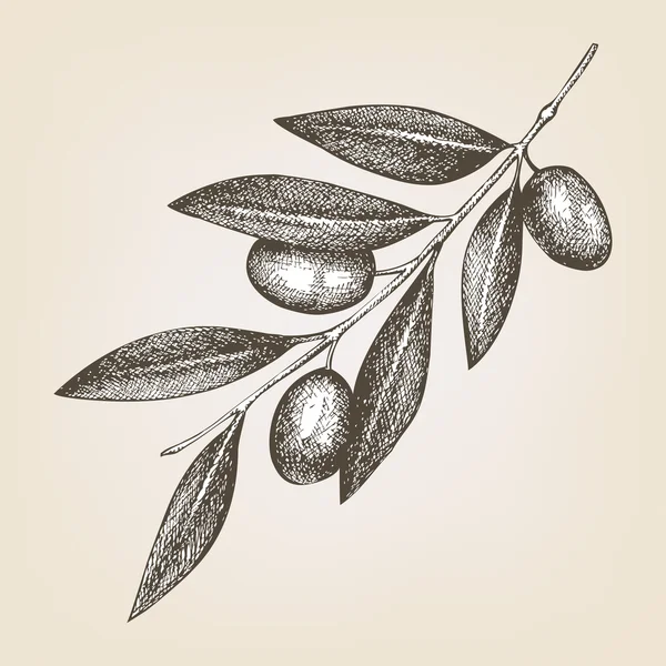 Brindille d'olive — Image vectorielle