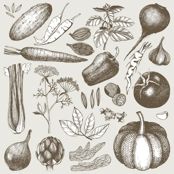 Légumes aux herbes et épices — Image vectorielle