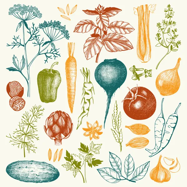 Gemüse mit Kräutern und Gewürzen Stockvektor