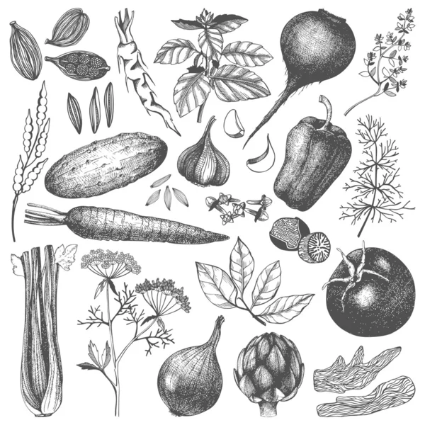 Vegetables with herbs and spices — Stock Illustration Vegetables with herbs and spices Stock Illustration