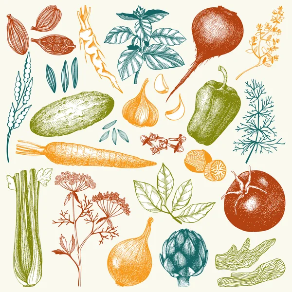 Vegetables with herbs and spices — Stock Illustration Vegetables with herbs and spices Royalty Free Stock Vectors
