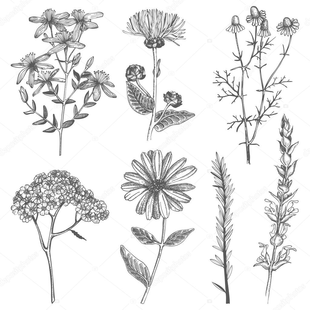 Herbs and plants