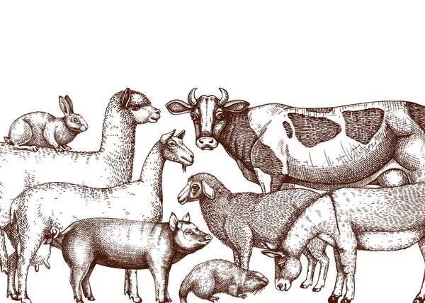 Handskizzierte Nutztiere Vektorale Illustrationen Auf Kreidetafel Kühe Lama Esel Ziegen — Stockvektor