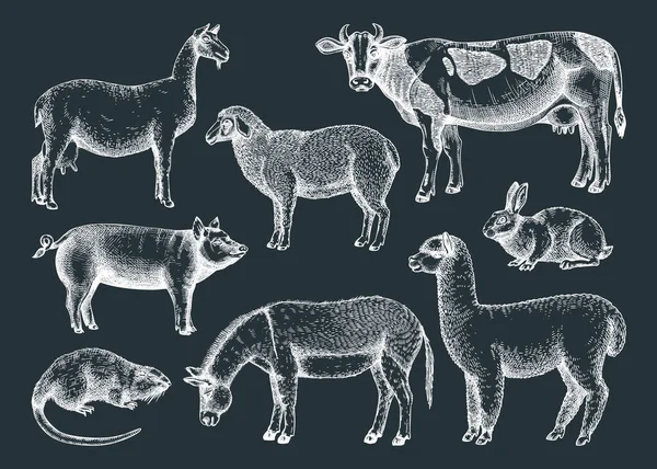 Ilustraciones Vectoriales Animales Granja Dibujados Mano Vaca Lama Burro Cabra — Vector de stock
