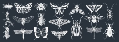 Hand-sketched insects collection on chalkboard. Hand drawn beetles, bugs, butterflies, dragonfly, cicada, moths, bee set in vintage style. Entomological vector drawings clipart