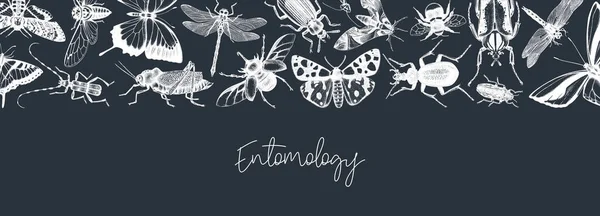 手绘昆虫横幅模板 手工画的甲虫 老式风格 黑板上的胚胎学框架矢量设计 — 图库矢量图片