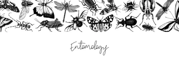 Handskizzierte Insektenbanner Vorlage Handgezeichnete Käfer Käfer Schmetterlinge Libellen Zikaden Motten — Stockvektor