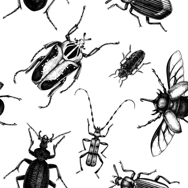 Fond Vectoriel Avec Des Croquis Détaillés Insectes Élevés Illustrations Scarabées — Image vectorielle