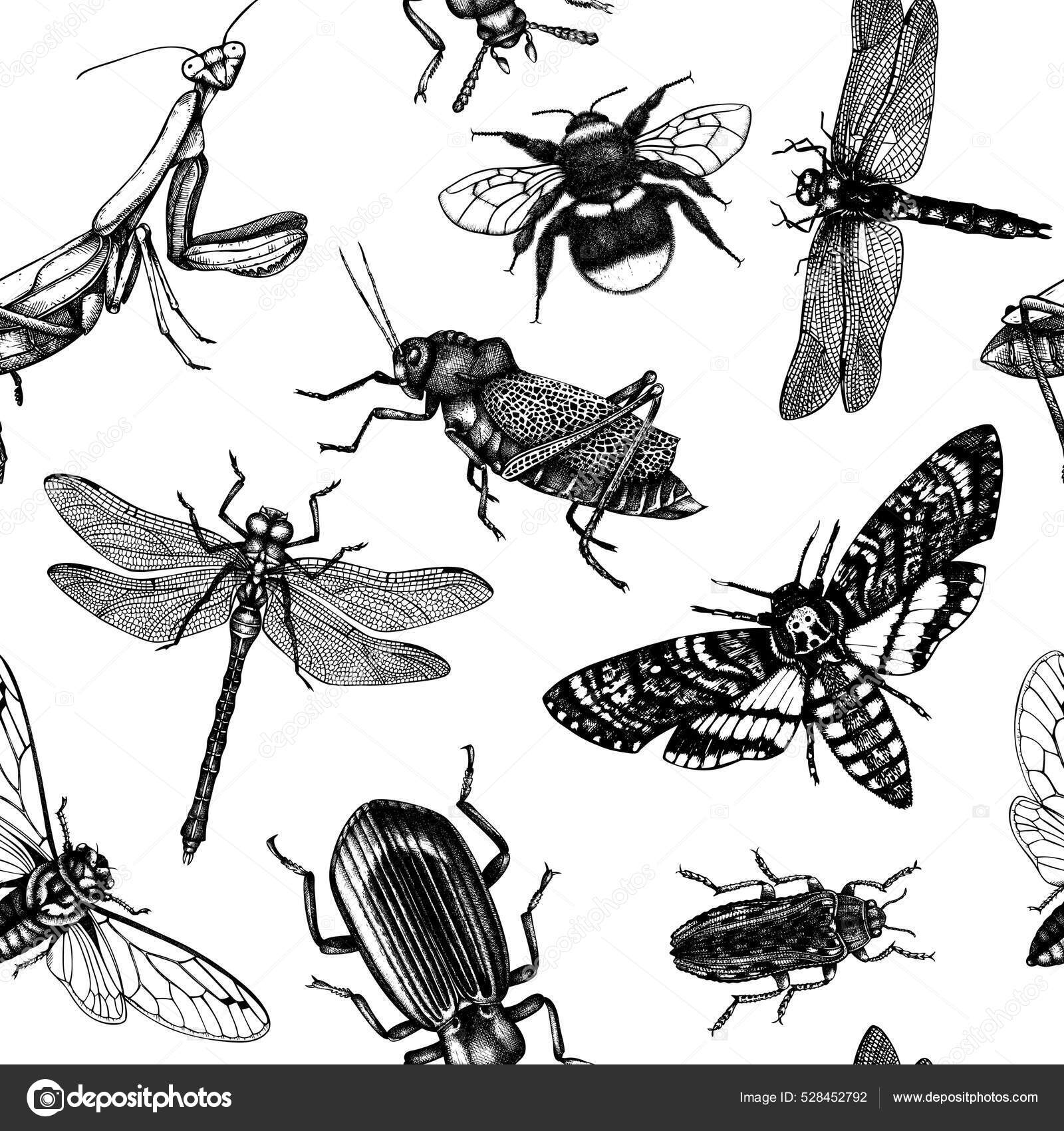 Vector Background High Detailed Insects Sketches Hand Drawn Butterflies ...