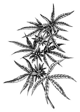 Kenevir çizimleri. Klasik tıbbi bitki çizimi. Oyma biçiminde kenevir botanik çizimi. 