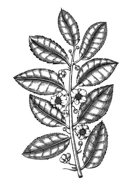 手绘茶树插图 卡梅利亚的病媒草图 叶和花在白色上隔离 茶叶品牌 标志设计的复古手绘 — 图库矢量图片