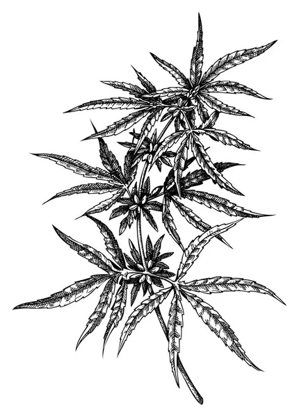 Handritade Hampa Illustrationer Teckning Medicinalväxter Cannabis Botaniska Teckning Graverad Stil — Stock vektor
