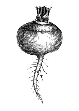 Taze beyaz şalgam çizimi. Bahçe kökü sebze. Organik gıda bitkisinin elle çizdiği bir çizim. Çiğ şalgamın vektör çizimi
