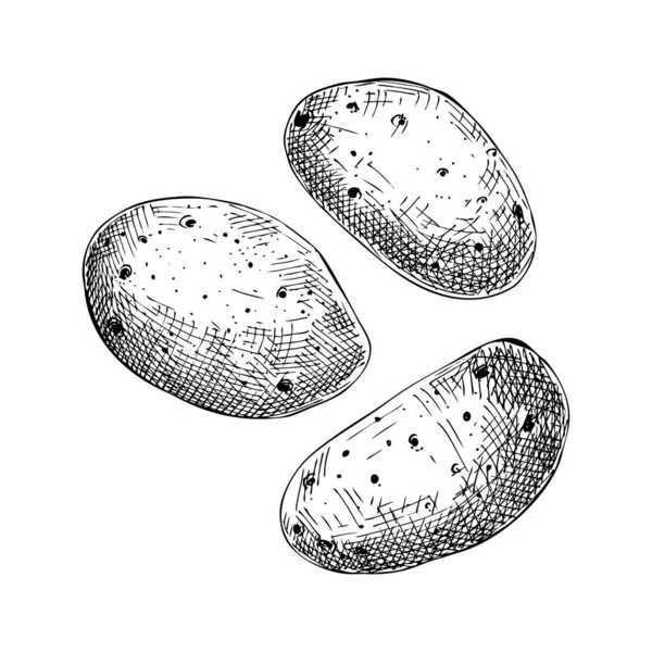 Frische Kartoffeln Skizzieren Gartenwurzelgemüseset Bio Knollenpflanze Knollengemüsekomposition Von Handskizzierten Pflanzen — Stockvektor