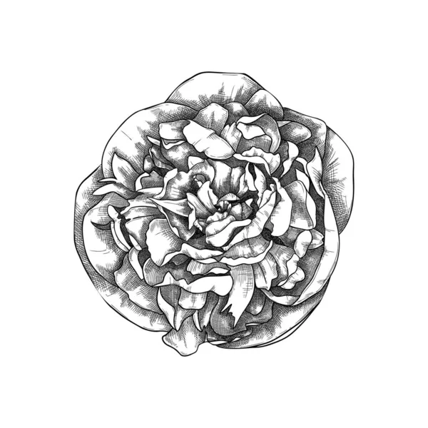 Handritad Pion Blomma Illustration Botanisk Teckning Sommarblommor Handritad Trädgårdspion Knopp — Stock vektor