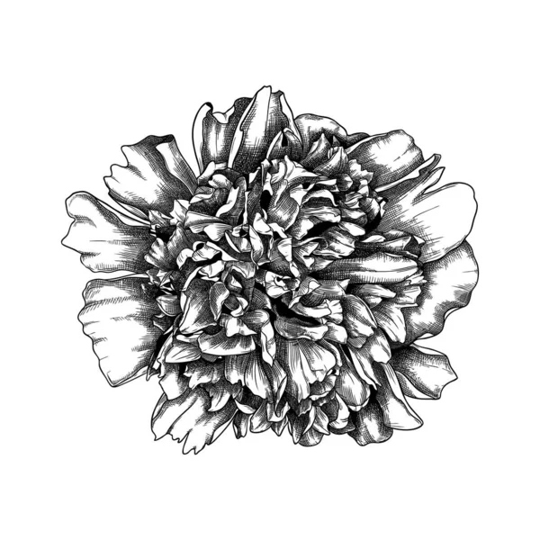Met Hand Geschetste Pioenroos Bloem Illustratie Botanische Tekening Van Zomerbloemen — Stockvector