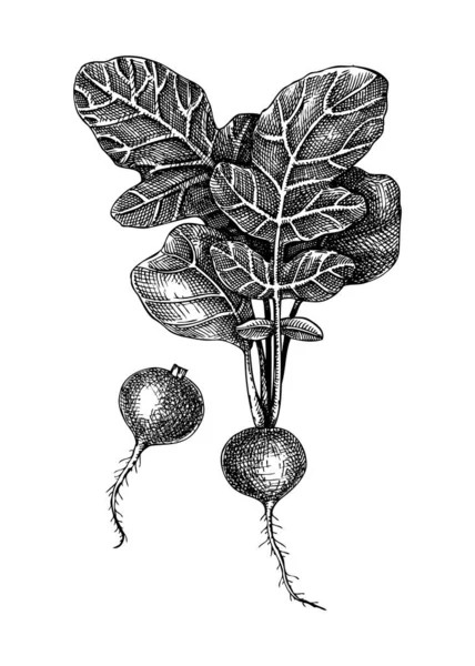 Colección Bocetos Rábano Fresco Dibujo Vegetal Composición Vegetal Raíz Dos — Archivo Imágenes Vectoriales